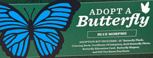 Load image into Gallery viewer, Blue Morpho Adopt-A-Butterfly kit