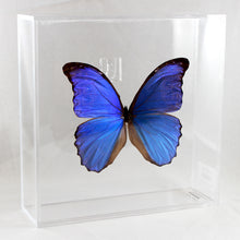 Load image into Gallery viewer, Blue Morpho 8 x 8 Acrylic Display