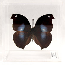 Load image into Gallery viewer, Great Blue Hookwing 4 x 4 Acrylic Display