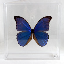 Load image into Gallery viewer, Blue Morpho 8 x 8 Acrylic Display