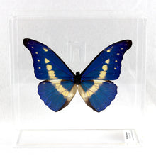 Load image into Gallery viewer, Helena Morpho 6 x 6 Acrylic Display