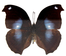 Load image into Gallery viewer, Great Blue Hookwing 4 x 4 Acrylic Display