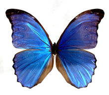 Load image into Gallery viewer, Blue Morpho 8 x 8 Acrylic Display
