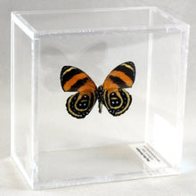 Load image into Gallery viewer, BD Butterfly Ventral 4 x 4 Acrylic Display

