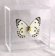 Load image into Gallery viewer, Calypso White Butterfly 4 x 4 Acrylic Display
