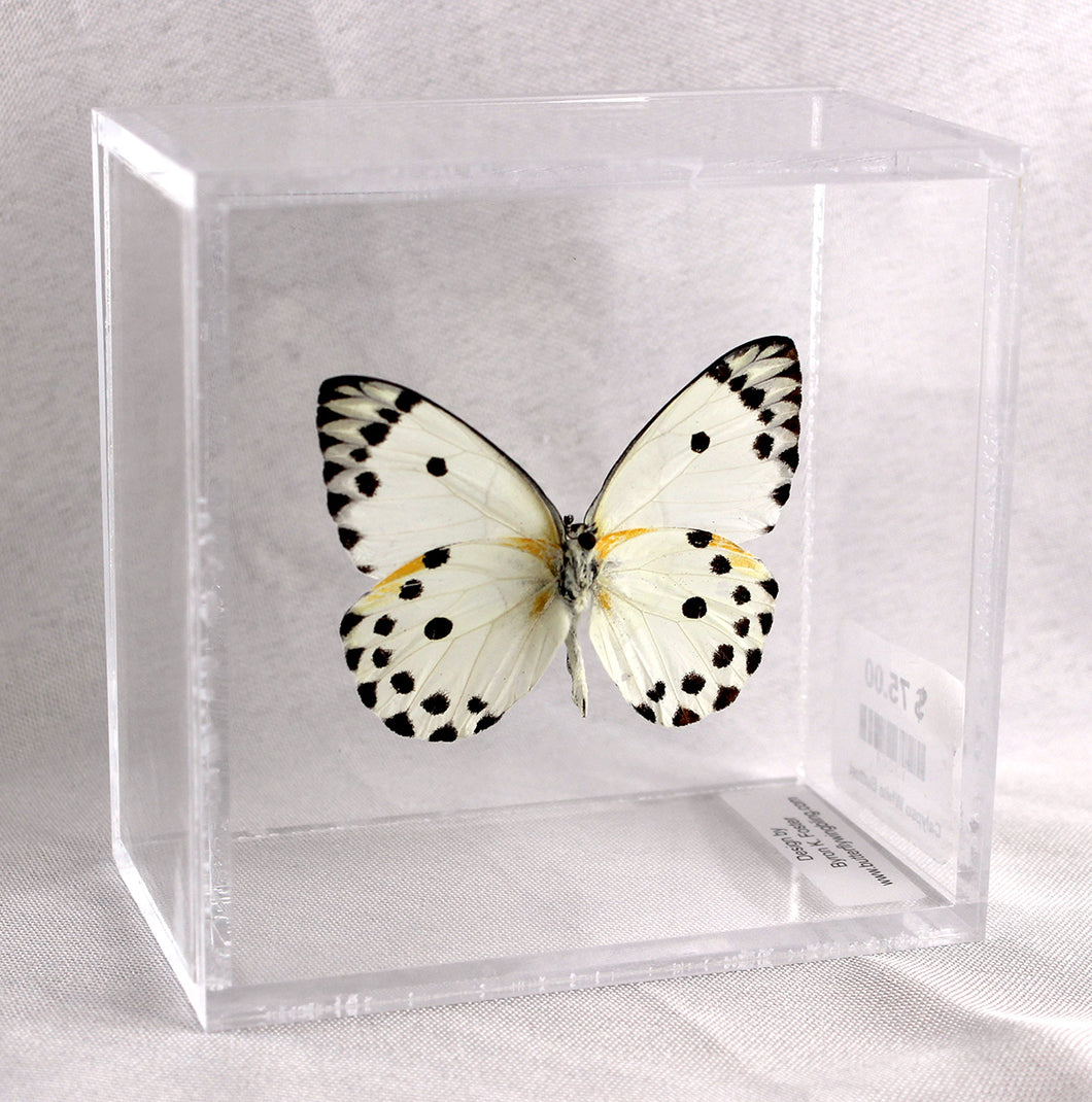 Calypso White Butterfly 4 x 4 Acrylic Display