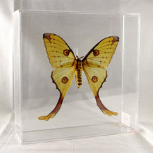 Load image into Gallery viewer, Comet Moth 10 x 10 Acrylic Display
