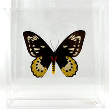 Load image into Gallery viewer, Goliath Birdwing 10 x 10 Acrylic Display
