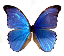 Load image into Gallery viewer, Blue Morpho 8 x 8 Acrylic Display
