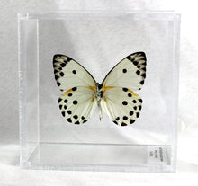 Load image into Gallery viewer, Calypso White Butterfly 4 x 4 Acrylic Display

