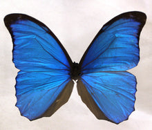 Load image into Gallery viewer, Blue Morpho 6 x 6 Acrylic Display

