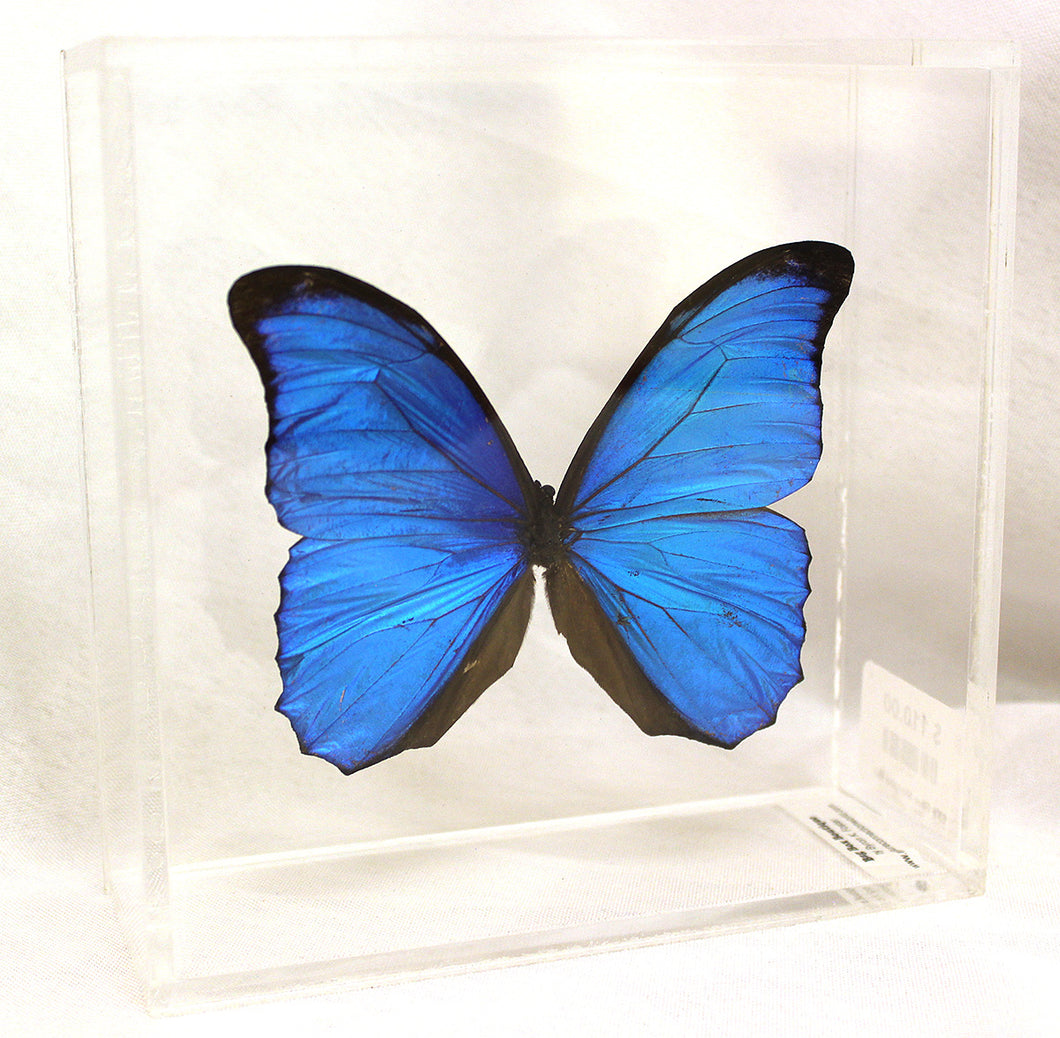 Blue Morpho 6 x 6 Acrylic Display