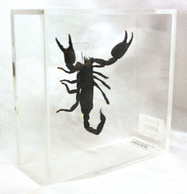 Load image into Gallery viewer, Giant Forest Scorpion 6 x 6 Acrylic Display

