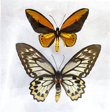 Load image into Gallery viewer, Golden Birdwing 10 x10 Acrylic Display

