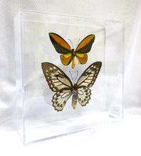 Load image into Gallery viewer, Golden Birdwing 10 x10 Acrylic Display
