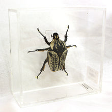 Load image into Gallery viewer, Goliath Beetle 6 x 6 Acrylic Display
