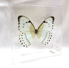 Load image into Gallery viewer, Mint Morpho 6 x 6 Acrylic Display

