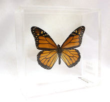 Load image into Gallery viewer, Monarch 5 x 5 Acrylic Display
