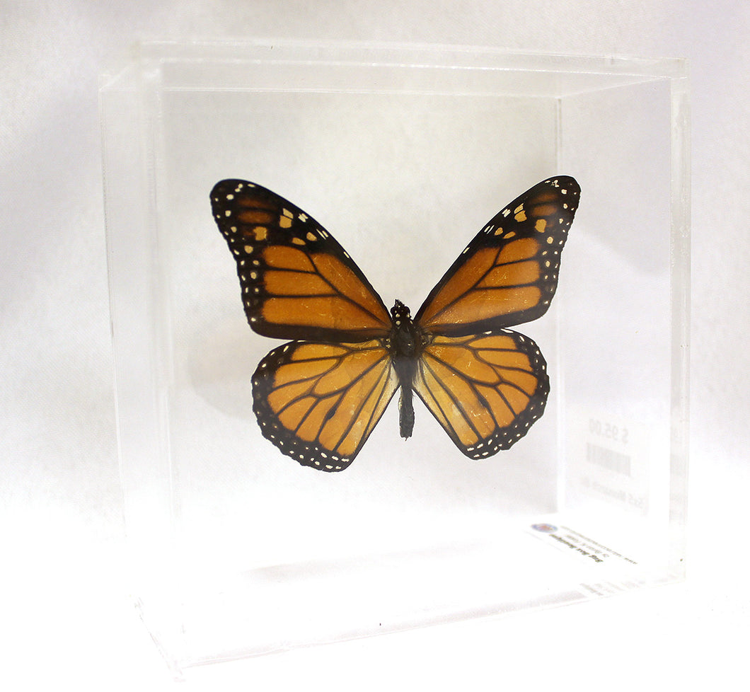 Monarch 5 x 5 Acrylic Display