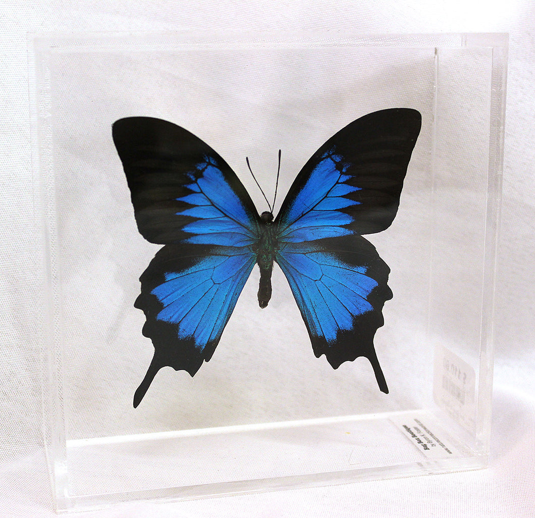 Blue Mountain Swallowtail 6 x 6 Acrylic Display